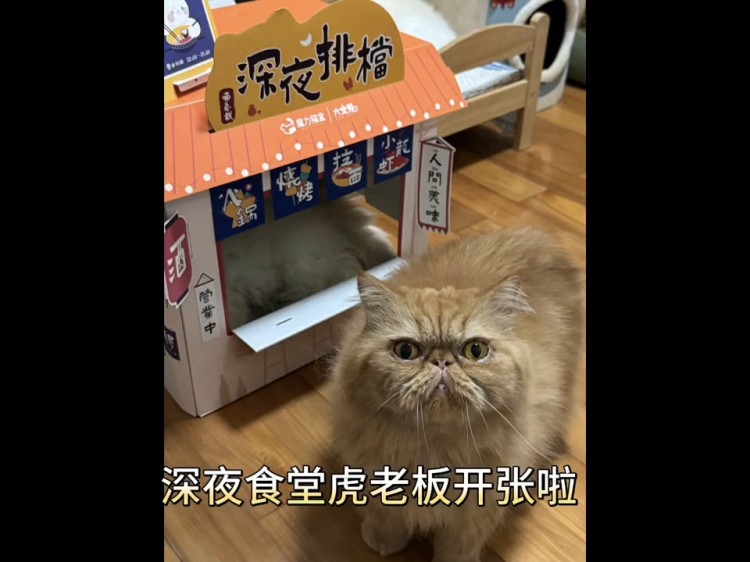 今天送走了一只加菲他叫老虎是一个粘人爱撒娇的猫猫