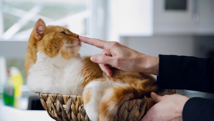 猫智商高会有哪些表现不瞒你说不养猫的还真不知道