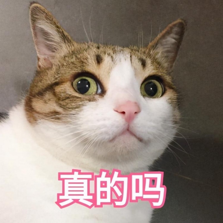 猫咪黑下巴怎么处理