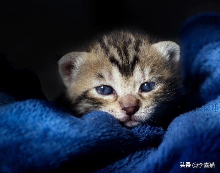 辟谣：猫咪是食肉动物不用吃猫粮除非铲屎官可以帮它抓老鼠抓鸟