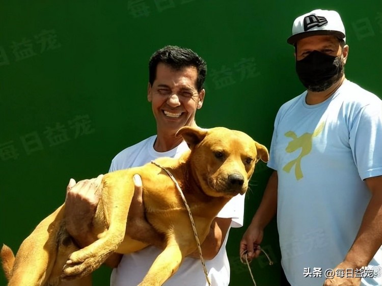 傻狗挑战豪猪失败全身被扎成刺猬疼痛难忍流下悔恨的泪水