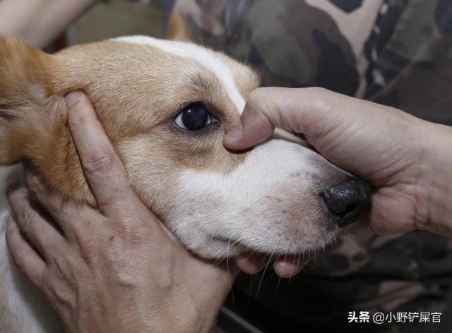 人们都喜欢用按摩来消除疲倦给狗狗按摩也可以缓解狗狗的不舒服