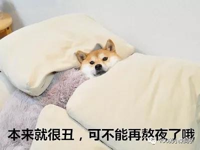 哪个柴犬是纯种的？如何购买纯种柴犬？