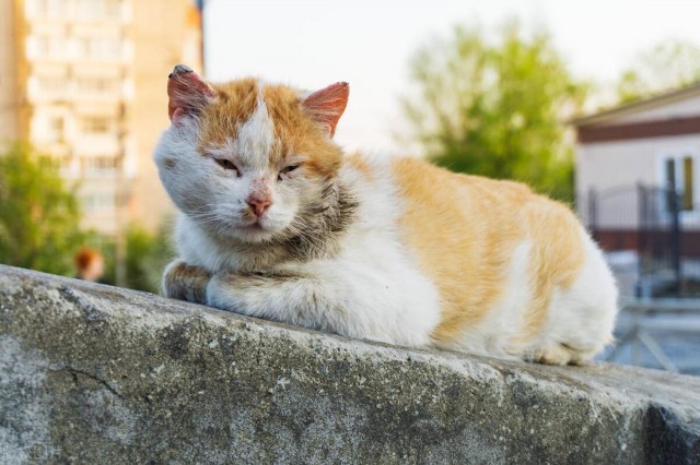 碰到流浪猫不喜欢也不要伤害它们