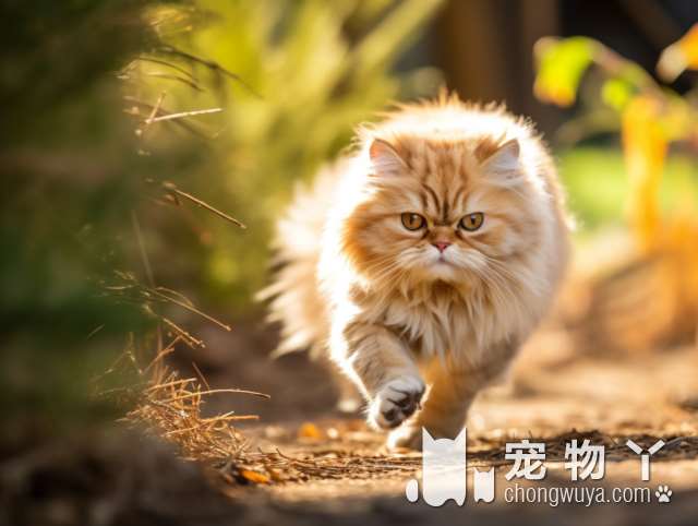 想要养一只可爱的名猫吗?