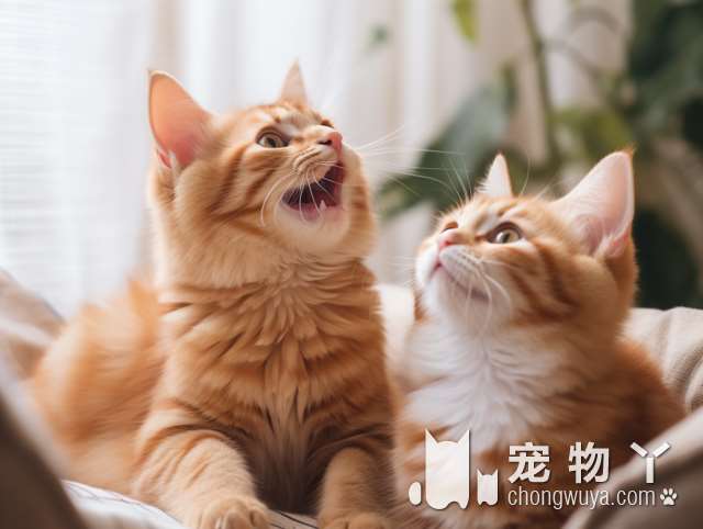 橘猫“石化”被主人抛弃，得到救助后完美蜕变，这就是爱的力量